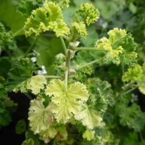 Выставка пеларгоний — с 1 по 4 ноября в «Аптекарском огороде» 0