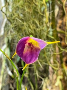 Тропические орхидеи расцвели в "Аптекарском огороде" 4