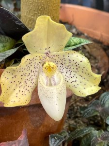 Тропические орхидеи расцвели в "Аптекарском огороде" 2