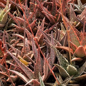 Выставка кактусов и других суккулентов пройдёт с 1 по 9 ноября в «Аптекарском огороде» 0