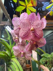 Тропические орхидеи расцвели в "Аптекарском огороде" 3