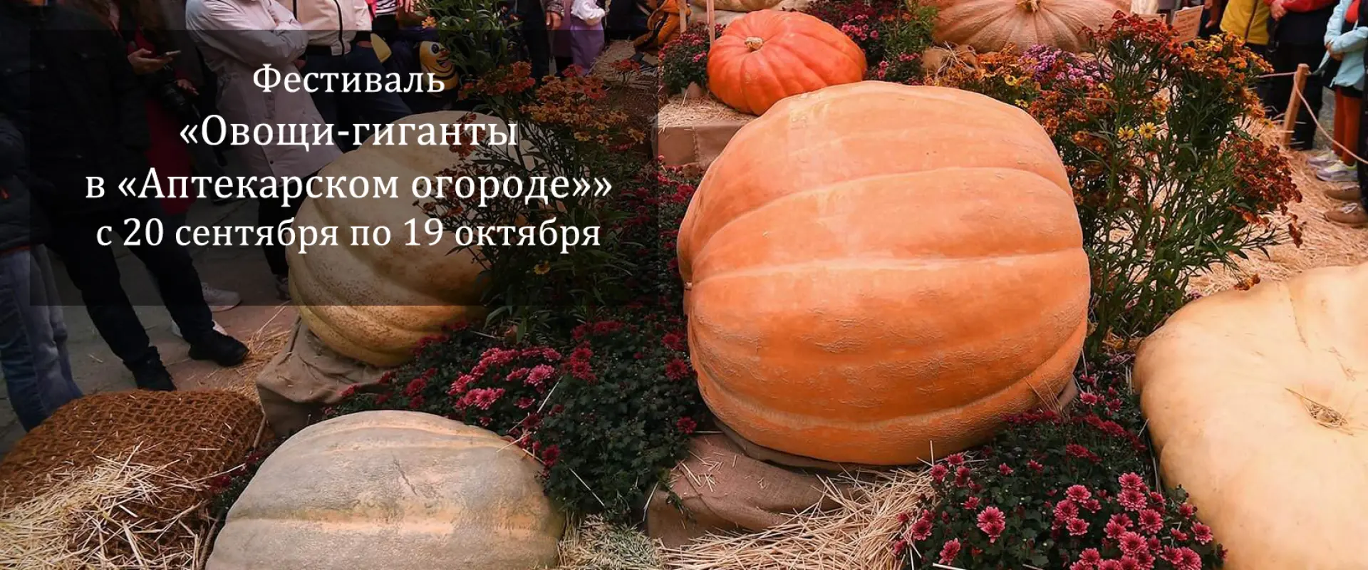 Овощи гиганты