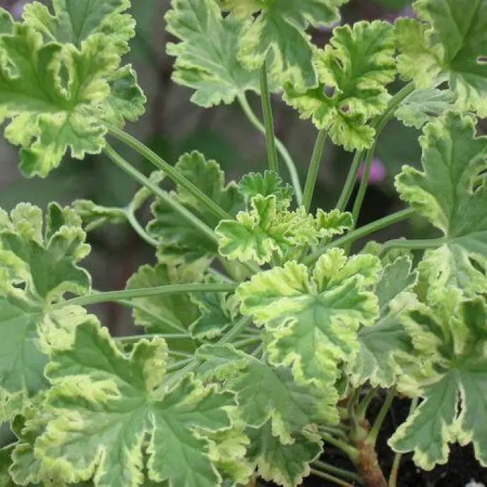 Выставка пеларгоний — с 1 по 4 ноября в «Аптекарском огороде»