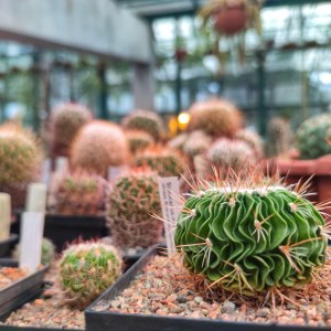 Выставка кактусов и других суккулентов пройдёт с 1 по 9 ноября в «Аптекарском огороде» 4