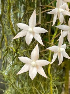 Тропические орхидеи расцвели в "Аптекарском огороде" 5
