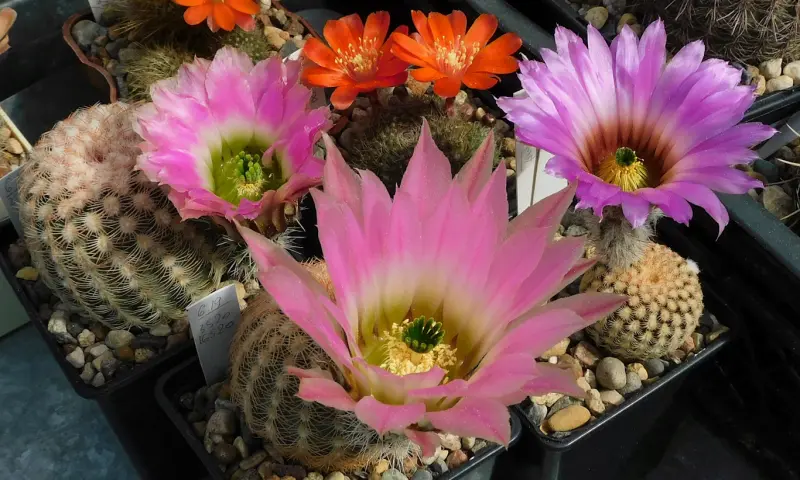 Выставка кактусов и других суккулентов пройдёт с 1 по 9 ноября в «Аптекарском огороде»