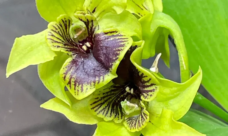 Тропические орхидеи расцвели в "Аптекарском огороде"