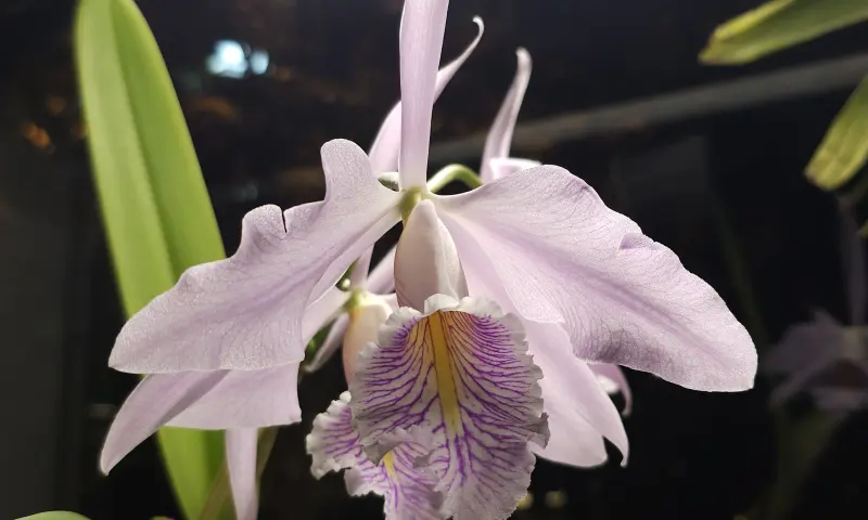 Рождественская орхидея расцвела в тропиках «Аптекарского огорода»