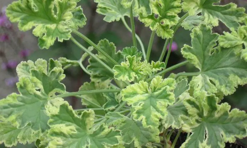 Выставка пеларгоний — с 1 по 4 ноября в «Аптекарском огороде»