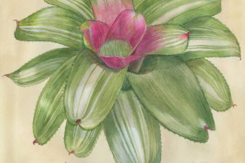Выставка «Орхидеи, бромелиевые, суккуленты и кактусы» открыта до весны в «Аптекарском огороде»