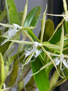 Тропические орхидеи расцвели в "Аптекарском огороде" 0