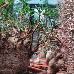 Выставка кактусов и других суккулентов пройдёт с 1 по 9 ноября в «Аптекарском огороде» 3