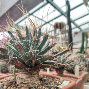 Выставка кактусов и других суккулентов пройдёт с 1 по 9 ноября в «Аптекарском огороде» 5