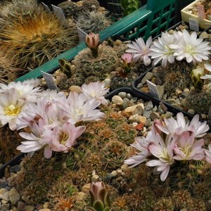 Выставка кактусов и других суккулентов пройдёт с 1 по 9 ноября в «Аптекарском огороде» 1