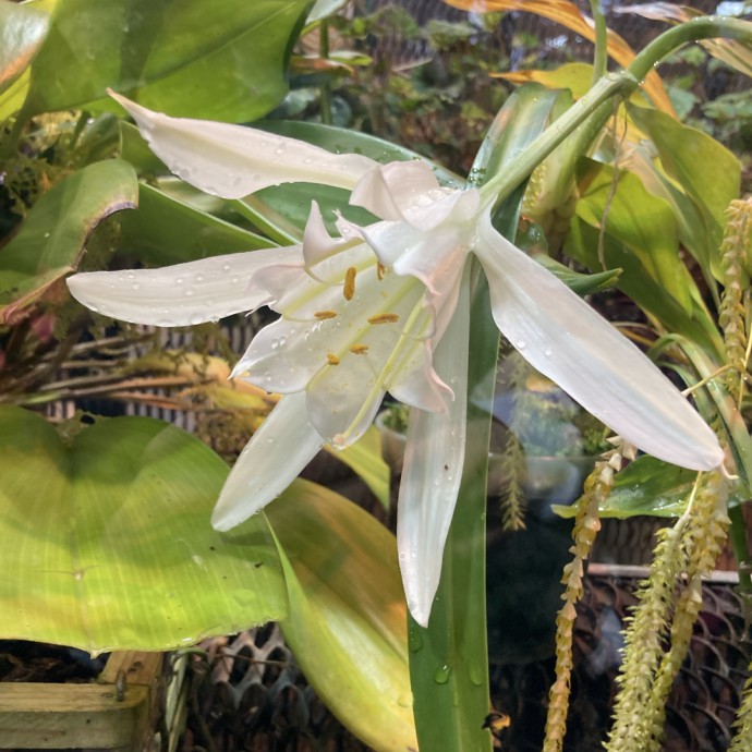 Pancratium sp.