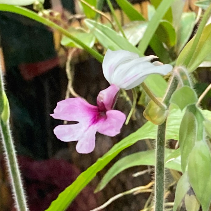 Calanthe vestita