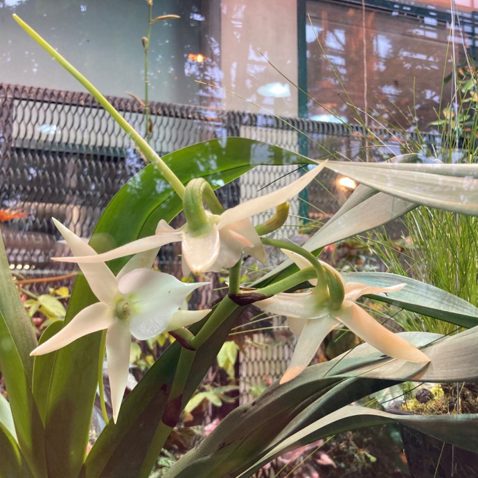 Angraecum sesquipedal