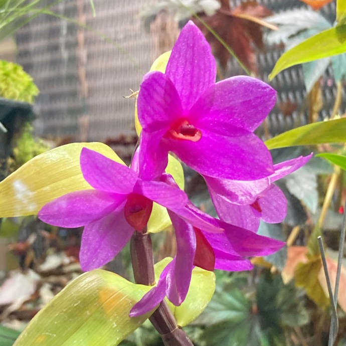 Dendrobium glomeratum