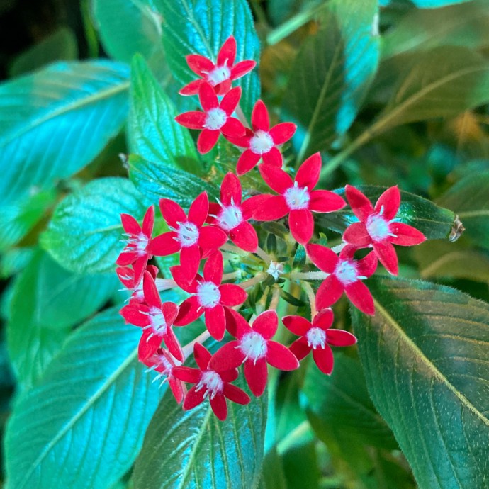 Pentas sp