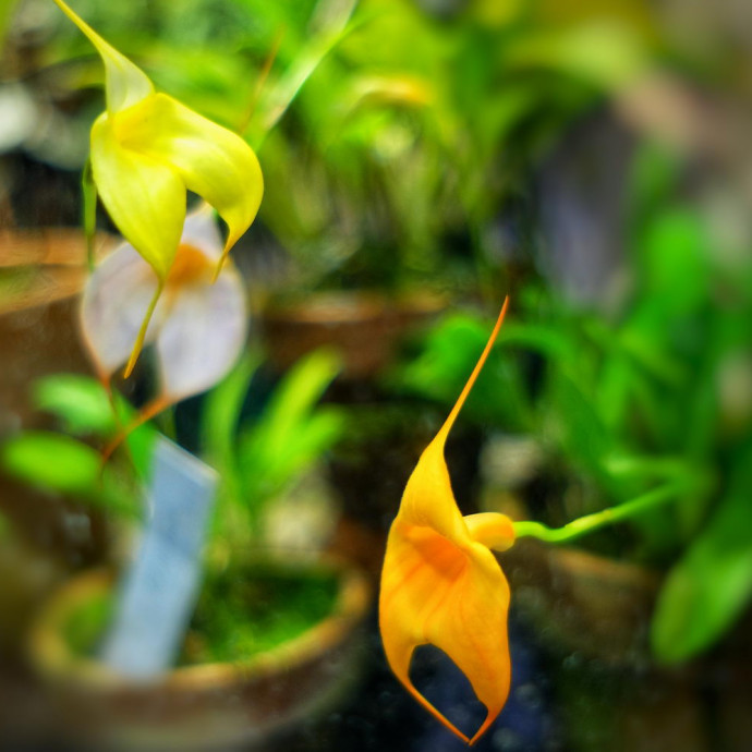 Masdevallia hybr.