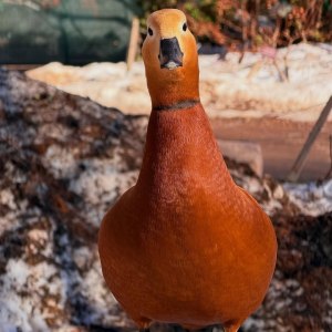 Вслед за весной: премьера экскурсионной программы 4&ndash;5 апреля 5