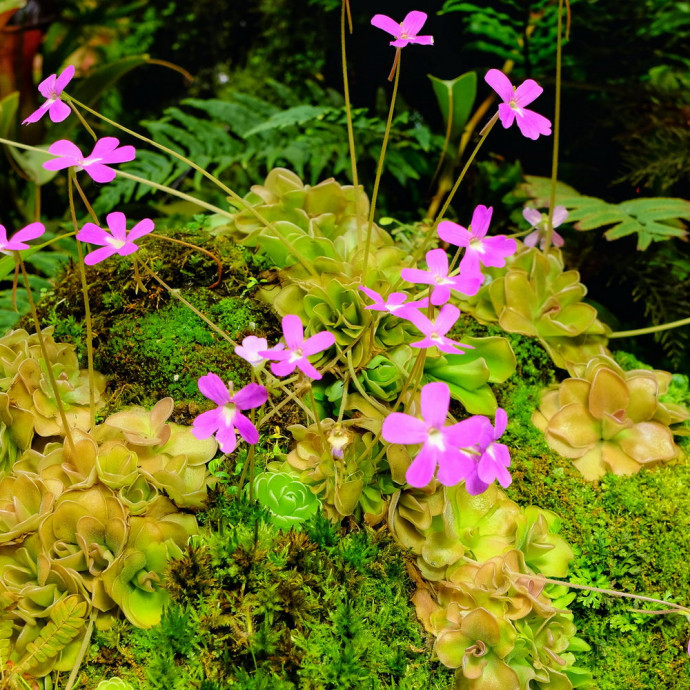 Pinguicula