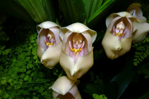 Орхидея-тюльпан расцвела в тропиках 
