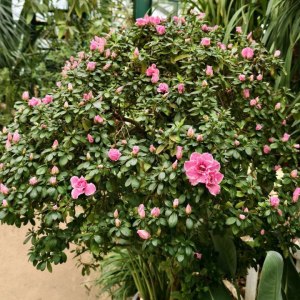 Первые камелии и азалии расцвели в «Аптекарском огороде» 3