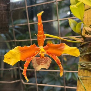 Папайя и бананы плодоносят, хищники цветут — новости Пальмовой оранжереи! 0