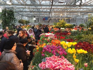 Тысячи тюльпанов расцветут к 11 февраля в "Аптекарском огороде" 4