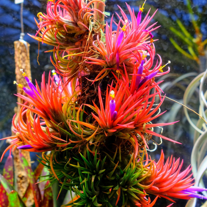 Tillandsia ionantha, hybrid