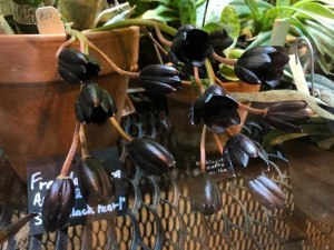 Самая чёрная в мире орхидея расцвела в "Аптекарском огороде" 0