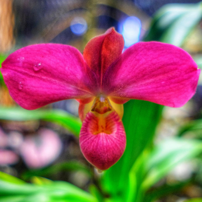 Phragmipedium Fritz Schomburg