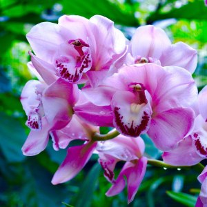 Фестиваль орхидей пройдёт с 27 декабря по 1 марта в Аптекарском огороде 7 Фестиваль орхидей пройдёт с 27 декабря по 1 марта в Аптекарском огороде 7