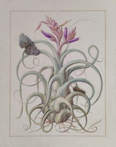 Выставка «Орхидеи, бромелиевые, суккуленты и кактусы» открыта до весны в «Аптекарском огороде» 4