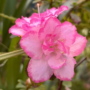 Буйство азалий, помело и морозников &mdash; спешите в субтропики Аптекарского огорода! 0