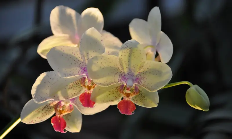 Фестиваль орхидей пройдёт с 27 декабря по 1 марта в Аптекарском огороде Фестиваль орхидей пройдёт с 27 декабря по 1 марта в Аптекарском огороде