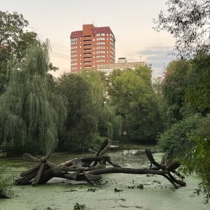 Упавшая ива "расцвела" в старинном пруду в "Аптекарском огороде" 0