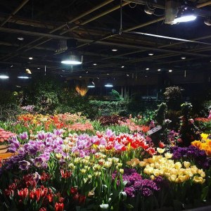 Тысячи тюльпанов расцветут к 11 февраля в "Аптекарском огороде" 6