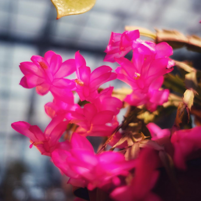 Schlumbergera