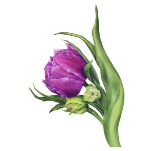 Выставка живописи «Великолепный тюльпан» открыта до 30 июня 5