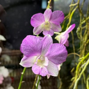 Папайя и бананы плодоносят, хищники цветут — новости Пальмовой оранжереи! 2