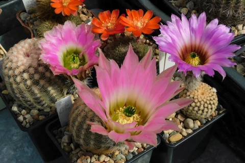 Выставка кактусов и других суккулентов пройдёт с 1 по 9 ноября в «Аптекарском огороде»