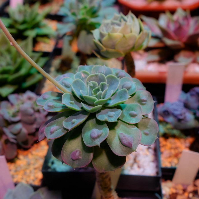 Echeveria 'Rain Drops'