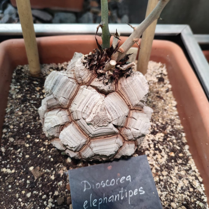 Dioscorea elephantipes