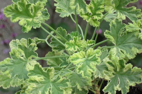 Выставка пеларгоний — с 1 по 4 ноября в «Аптекарском огороде»