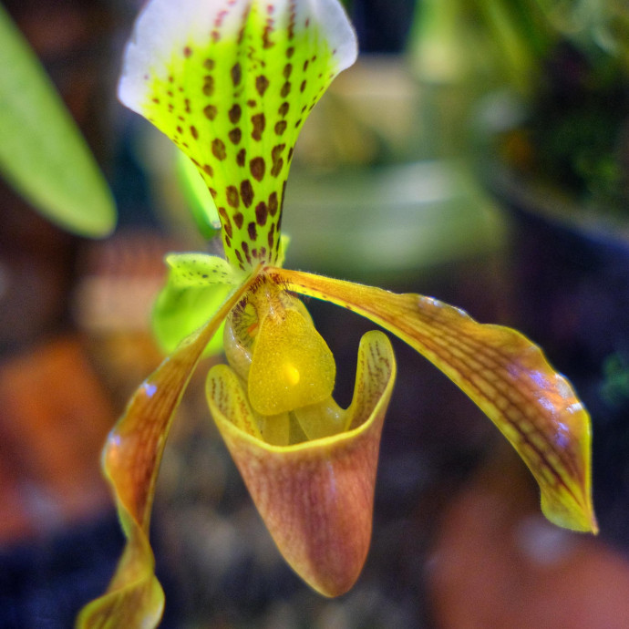 Paphiopedilum x nitens