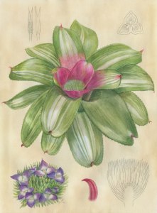 Выставка «Орхидеи, бромелиевые, суккуленты и кактусы» открыта до весны в «Аптекарском огороде» 2