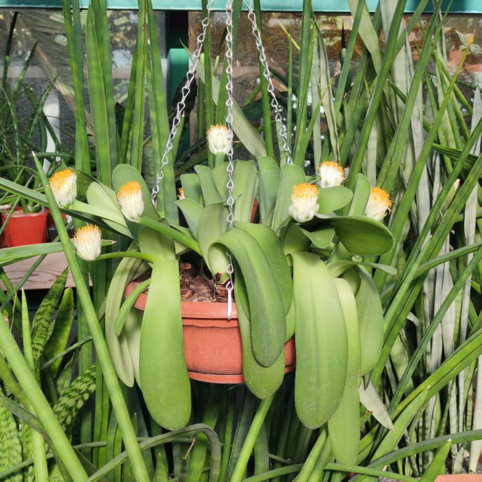 Haemanthus albiflos