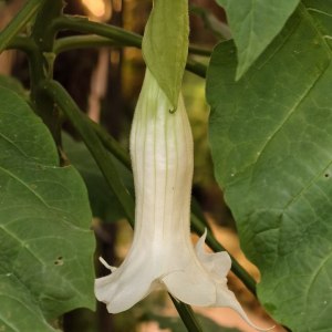 Первые камелии и азалии расцвели в «Аптекарском огороде» 1